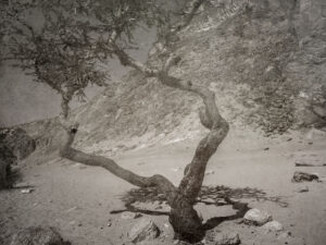 Old Tree in the desert