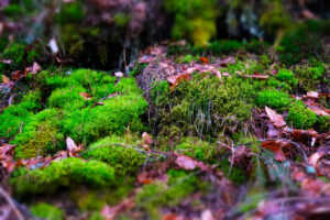 Wald 10