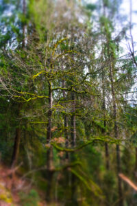 Wald 7
