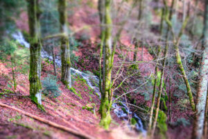 Wald 4