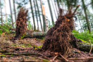 Wald 1