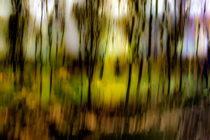 Unsharp Forest
